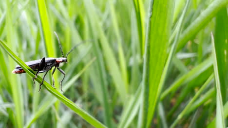 elateridae or click beetle on swaying grass blade