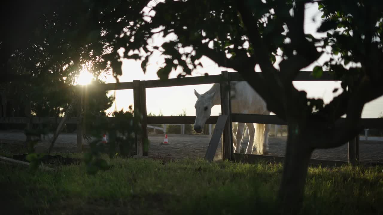 White Horse at Sunset in a Country Farm