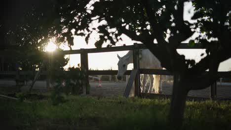 white horse at sunset in a country farm