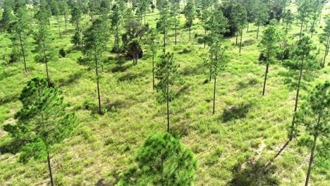 Aerial-view-above-the-trees-of-a-pine-forest-in-Central-Florida