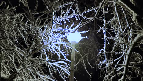 poste de luz en un parque con ramas de árboles sin hojas cubiertas de nieve