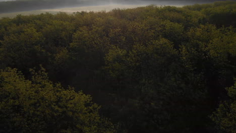 Establishing-Tilt-Up-Reveal-View-Of-A-Misty-Forest-With-Lens-Flare-at-Morning