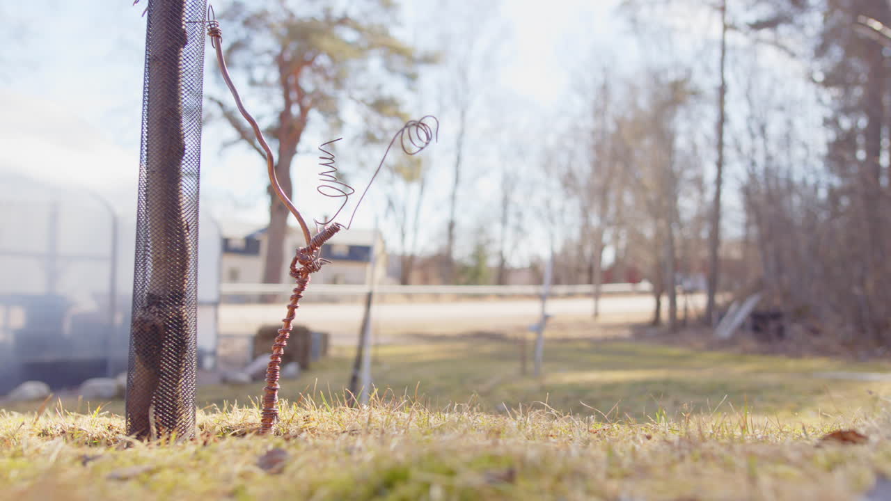 Electro culture copper sculpture next to fruit tree, sunny static