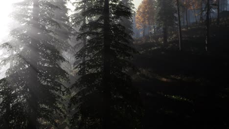 Ruhiger,-Launischer-Wald-Im-Nebligen-Nebel-Am-Morgen