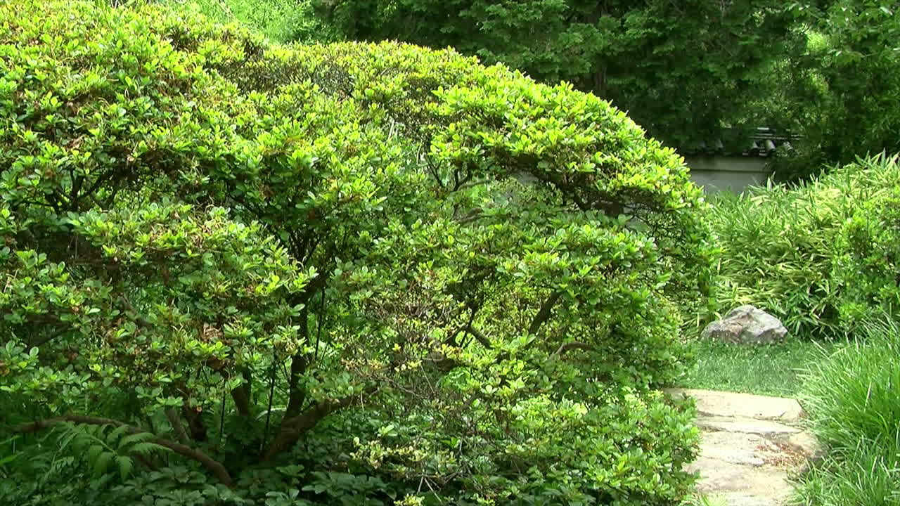 foques de cámara desde el camino del jardín hasta la linterna de piedra en el jardín japonés