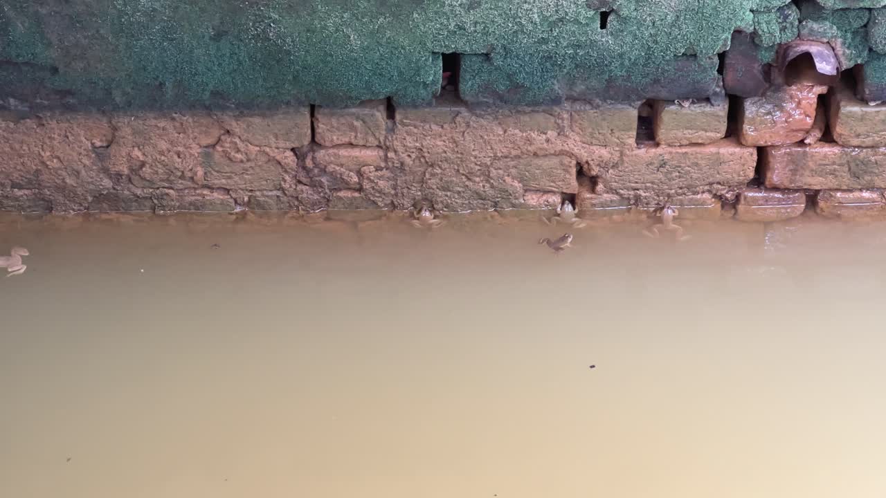 water frog floating in the pond, Frog swimming on water surface, Frogs are well-adapted for swimming with their webbed feet, which help them to propel themselves through the water