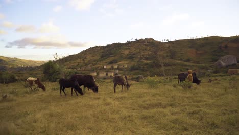 madagascar - a herd of zebu in a rural context