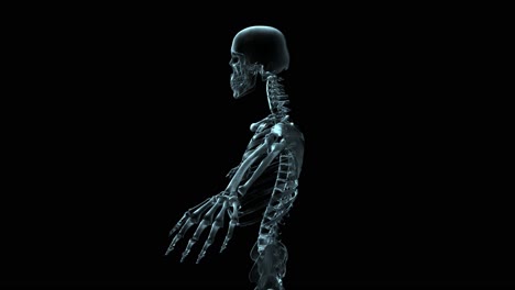 Medizinische-3D-Animation-Eines-Sich-Drehenden-Menschlichen-Skeletts-2