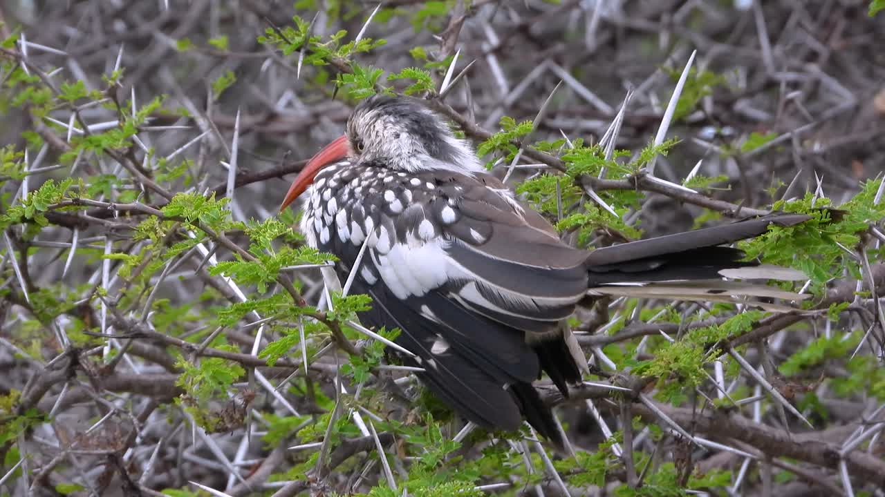 Southern Red billed Hornbill resting on a thorny branch in Kruger National Park, South Africa
