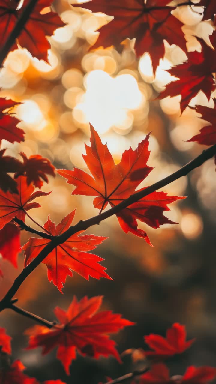 Close-up of vibrant red maple leaves against a soft, bokeh background