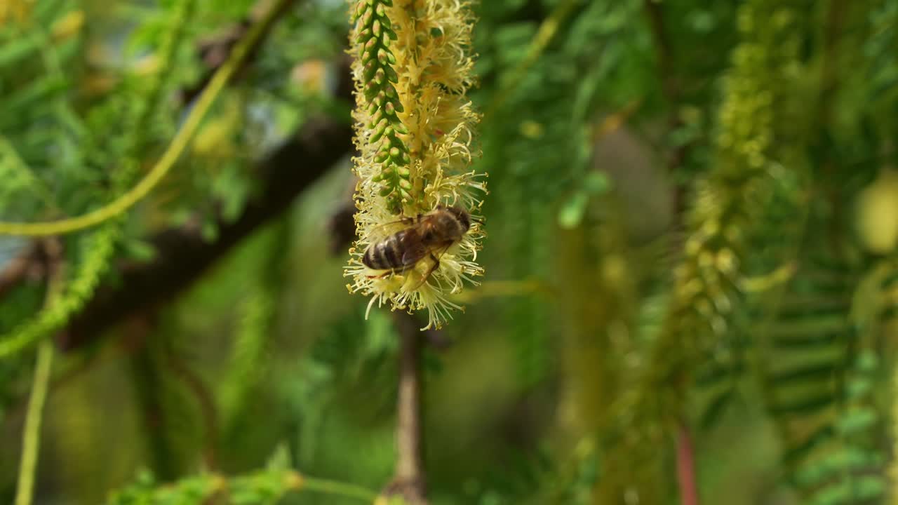 Close up shot of European honeybee lands on a fluffy Honey Mesquite (Prosopis glandulosa) flower, collecting nectar while playing a crucial role in pollination.