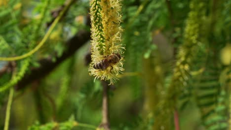 Close up shot of European honeybee lands on a fluffy Honey Mesquite (Prosopis glandulosa) flower, collecting nectar while playing a crucial role in pollination.