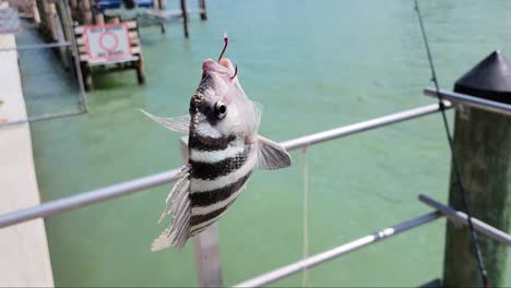 florida fishing species sheepshead fish on red hook dangles and flops after caught by fisherman in sea water