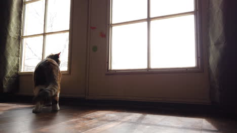 a low angle of a beautiful calico cat looking around outside watching birds from a kitchen door in slow motion