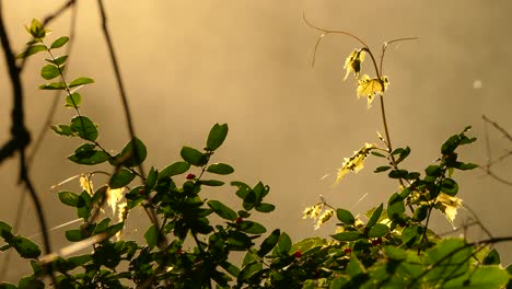 Gorgeous-golden-forest-scene-with-water-vapour-rising-behind-foliage,-static