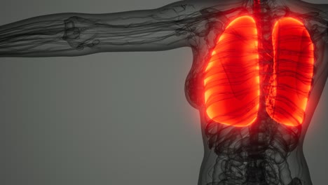 exploración de la anatomía de los pulmones humanos