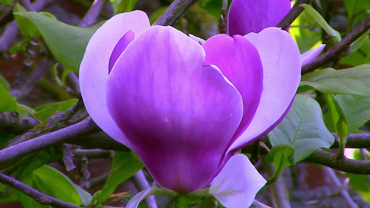 Closeup of a single Magnolia Flower