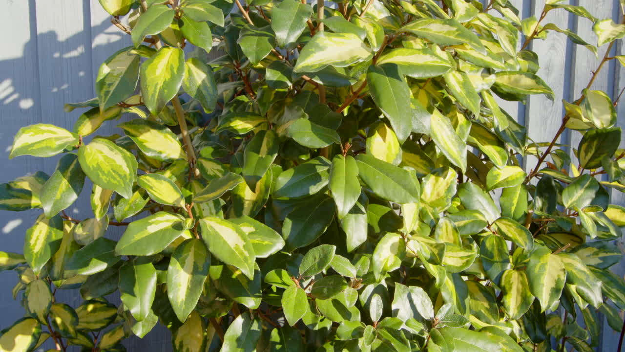 arbusto de euonymus en el jardín de invierno del reino unido estático