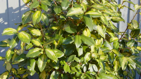 Euonymus-Busch-Im-Britischen-Wintergarten-Statisch