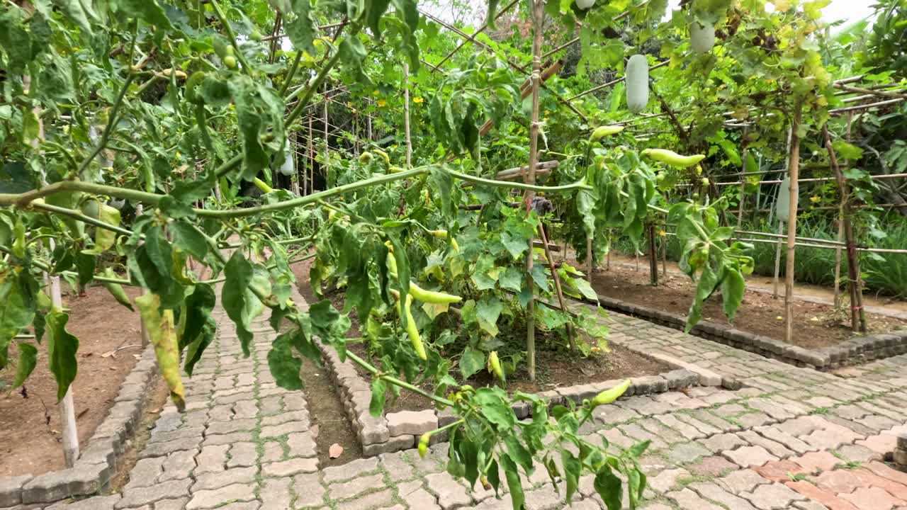 Wide shot of winter melon and chili plants in sunlit Phuket garden with paved paths
