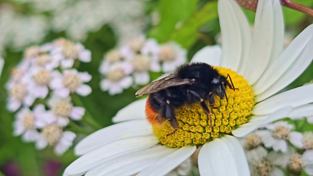 Macro view of bumblebee feeding on daisy while moving antennae.