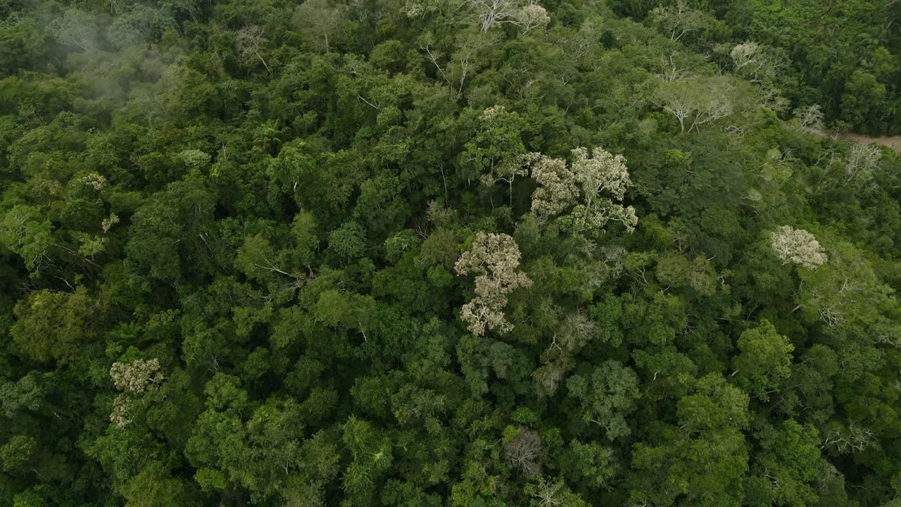Jungle rainforest dense forest canopy green landscape aerial Bolivia Pilón Lajas Biosphere Reserve