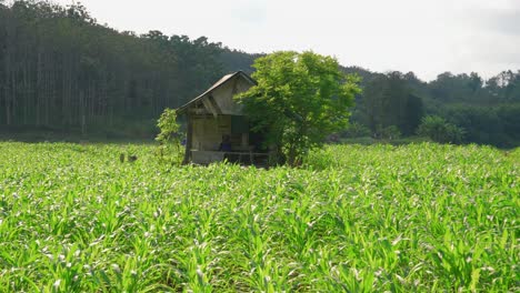 Cabaña-De-Granjero-Para-Monitoreo-Agrícola-En-Los-Campos-De-Na-Noi-Tailandia