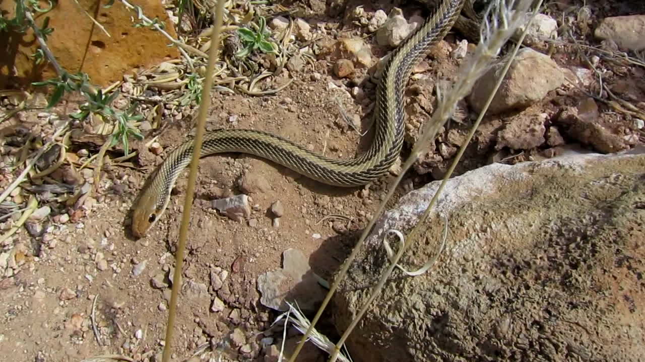 una serpiente de liga se desliza por el desierto e intenta atacar cuando la siguen