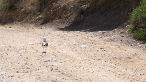 gaviota herida corriendo en cámara lenta de camino de tierra