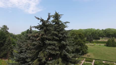 Dynamic-Drone-Shot-Of-Tall-Tree-In-Public-Park-4K