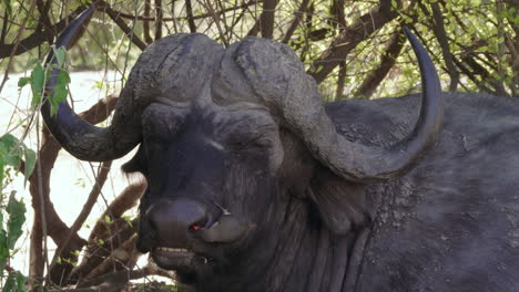 african buffalo bull with red-billed oxpecker removing ticks on the body and face