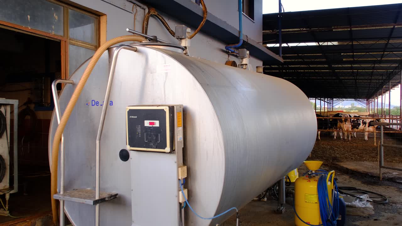 pavo, en la granja de vacas, vacas comiendo, ordeño vacas, ordeño, leche