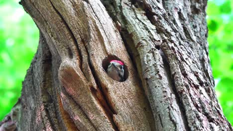 rare scene of woodpecker chick sticking head out of wooden hole nest, looking for food, zoom in to closeup then hides inside