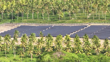 solar panels at photovoltaic palm tree plantation on taveuni island, north fiji. aerial drone shot