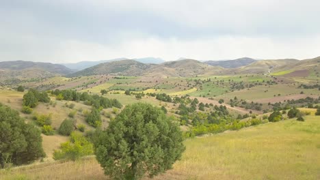 una hermosa vista, campos de trigo, árboles silvestres, áreas rurales, aire fresco y fresco, un día lleno de paz