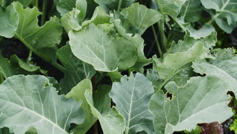 medium close up shot of broccoli and salad plants growing in a raised bed