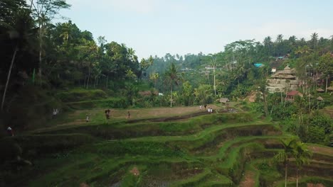 disparo de un dron volando a través de las terrazas de arroz de tegalalang en bali, indonesia, hacia un grupo de turistas que exploran los campos