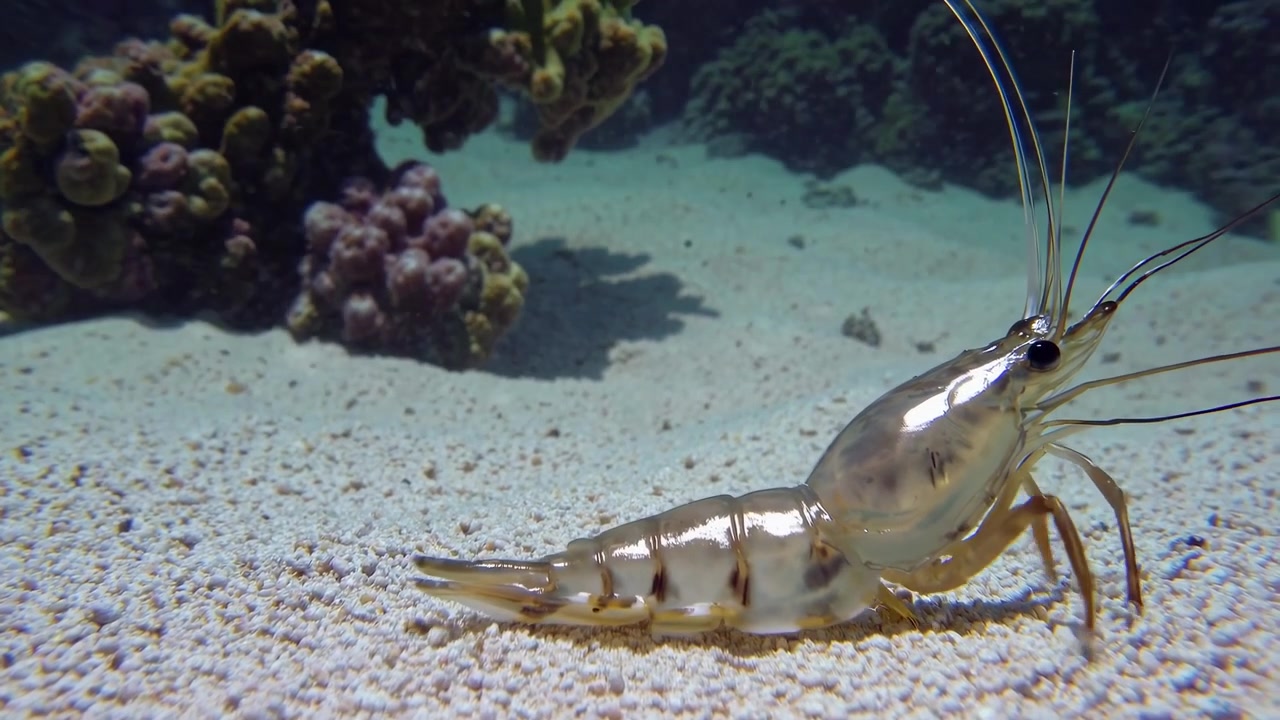 Gamberetto trasparente che riposa sul fondale sabbioso vicino alla barriera corallina