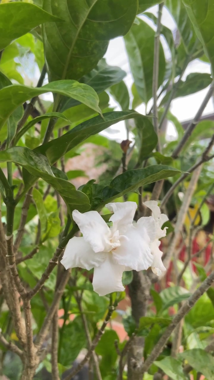 Primo piano di fiori di gardenia bianca che sbocciano su un cespuglio