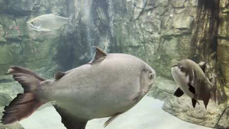 big fish close up aquarium