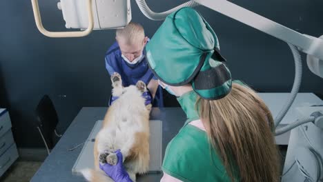 veterinarian team examining dog in x-ray room