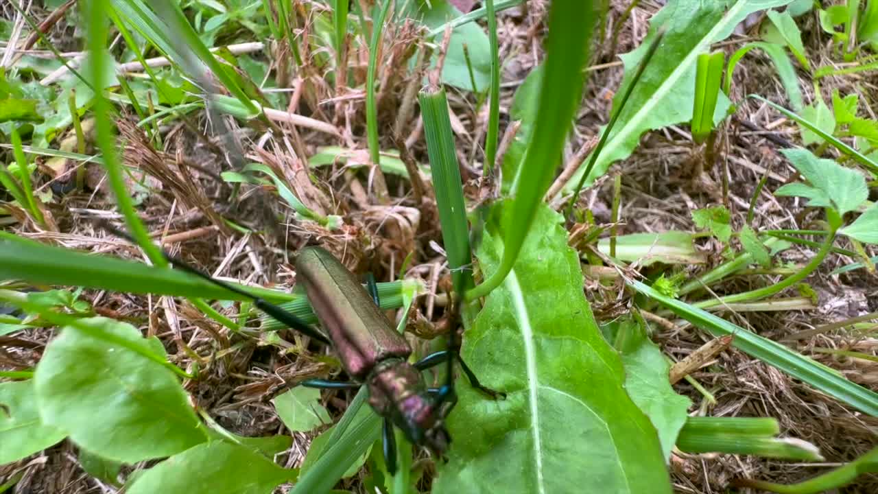 Wide angle closeup view of a Musk beetle (Aromia moschata) in the grass. Saaremaa, Estonia