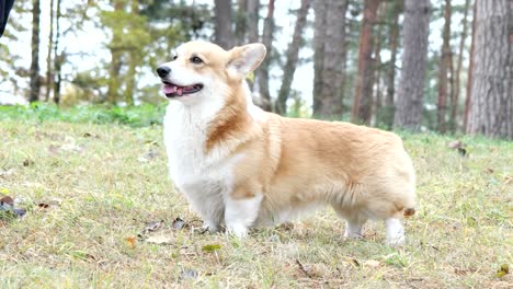 funny welsh corgi