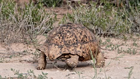 large leopard back turtle walking in the kalahari national park