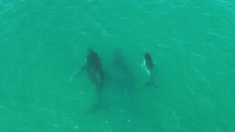aerial view of three whales, including a calf, emerging from the water at noosa national park in queensland, australia.