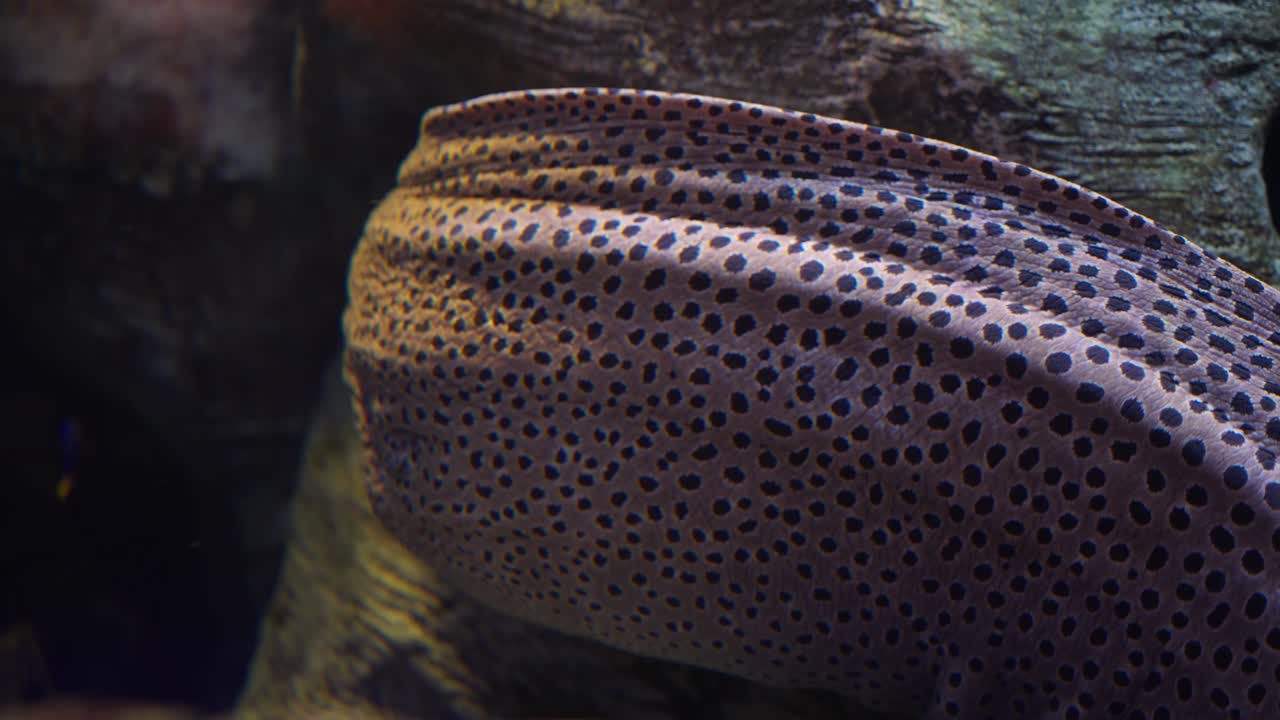 Close-up shot shows the pale pink-and-brown spotted skin of a moray eel gliding past submerged rocks and small blue and yellow fish inside a large public aquarium exhibit