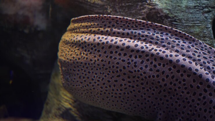 Nærbillede viser den lyserøde og brune plettede hud på en muræne, der glider forbi undersøiske sten og små blå og gule fisk inde i et stort offentligt akvarium