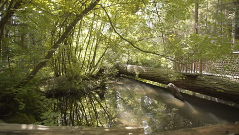 hermoso estanque con reflejos de rayos de luz de agua