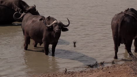 una enorme manada de búfalos africanos descansando junto a un abrevadero