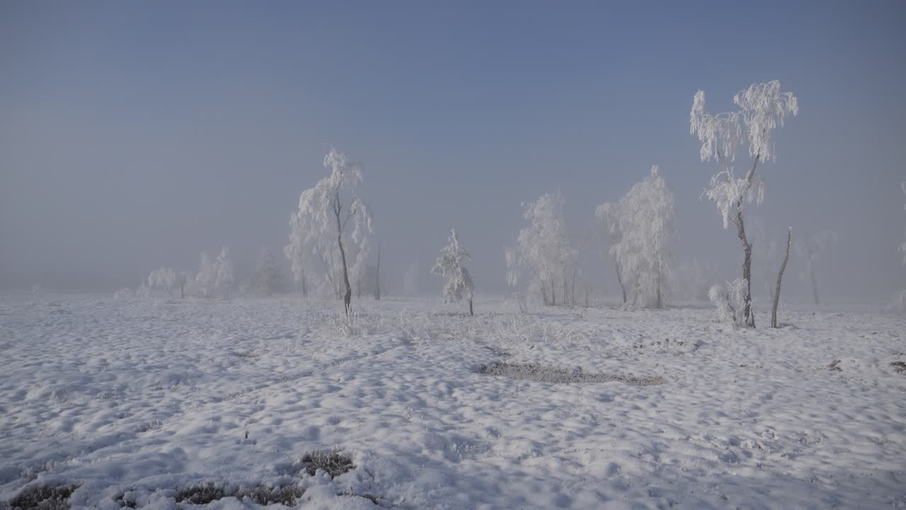하 나무와 함께 아름다운 눈 인 풍경, 모든 것이 얼어붙고 태양이 빛내려고하는 안개가 있습니다.